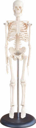 45CM Mini Skeleton