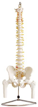 Life-Size Vertebral Column with Pelvis and Femur Heads