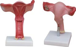 Natural Uterus Model