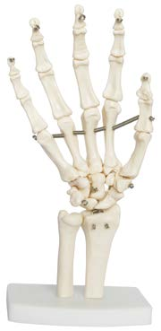Life-Size Hand Joint