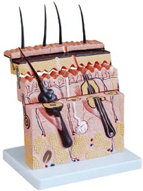 Skin Section Model