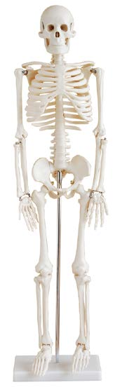 85CM Skeleton