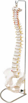Life-Size Vertebral Column with Pelvis