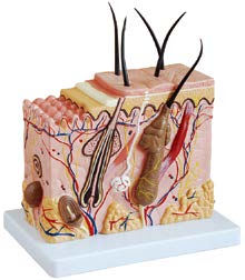 Skin Block Model