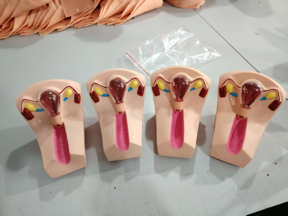 IUD Insertion Training Model, Female Intrauterine Device Simulator