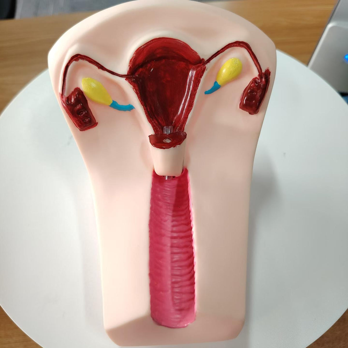 IUD Insertion Training Model, Female Intrauterine Device Simulator
