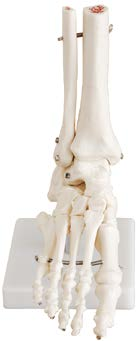 Life-Size Foot Joint