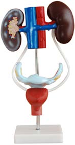 Female Urogenital System