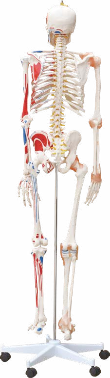 Skeleton with Muscles and Ligaments 180CM Tall