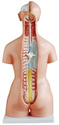 85CM Unisex Torso 23 Parts