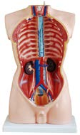 85CM Male Torso 19 Parts