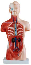 26CM Torso 15 Parts