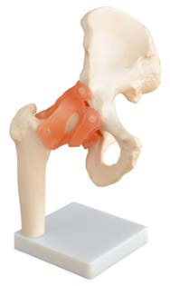 Life-Size Hip Joint