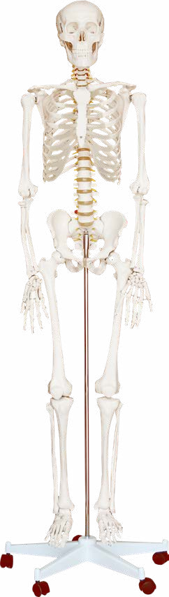 Life-Size Skeleton 180CM Tall