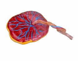 Placenta Model