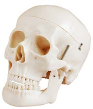 Deluxe Life-Size Skull Style D