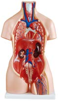 85CM Unisex Torso 23 Parts