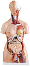 85CM Unisex Torso 23 Parts
