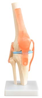 Life-Size Knee Joint