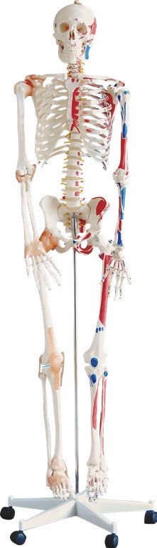 Skeleton with Muscles and Ligaments 180CM Tall