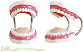 Dental Care Model (32 teeth)