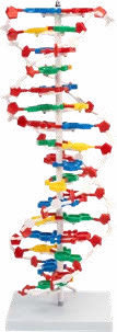 DNA Model