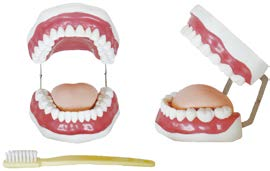 Dental Care Model (28 teeth)