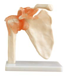 Life-Size Shoulder Joint