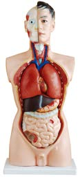 85CM Male Torso 19 Parts