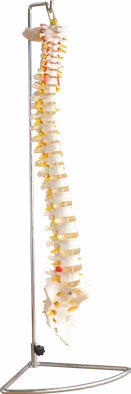 Life-Size Vertebral Column