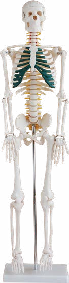 85CM Skeleton with Spinal Nerves