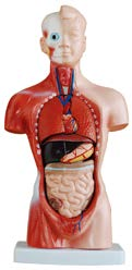 26CM Torso 15 Parts