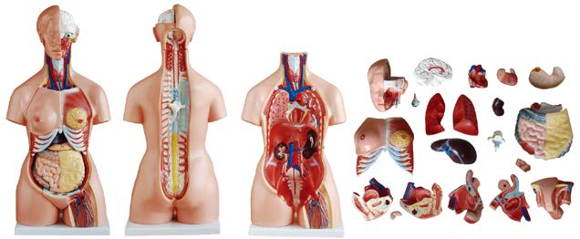 85CM Tri-sex Torso 21 Parts