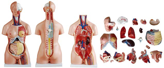 85CM Tri-sex Torso 21 Parts
